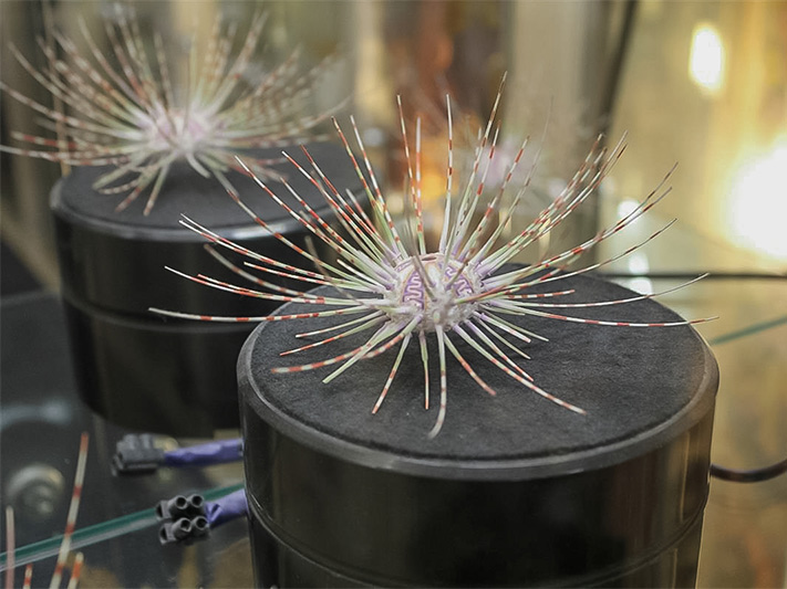 musee du coquillage visiter la vendee campilo resultat