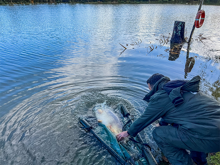 remise à l eau carpe pêcheur resultat